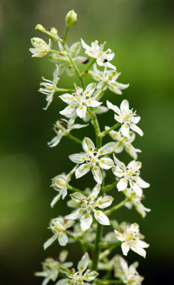 Virginia Bunchflower (Veratrum virginicum)