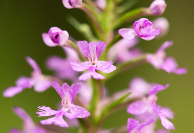 Lesser Purple Fringed Orchid (Platanthera psycodes)