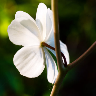 Mayapple (Podophyllum peltatum)