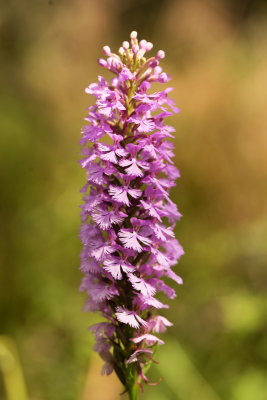 Lesser Purple Fringed Orchid (Platanthera psycodes)
