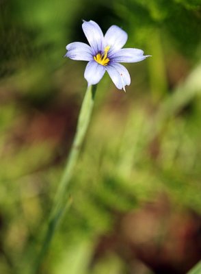 Blue-Eyed Grass (Sisyrinchium angustifolium)