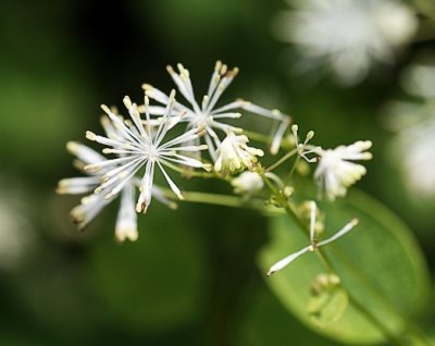 Tall Meadow Rue (Thalictrum pubescens)
