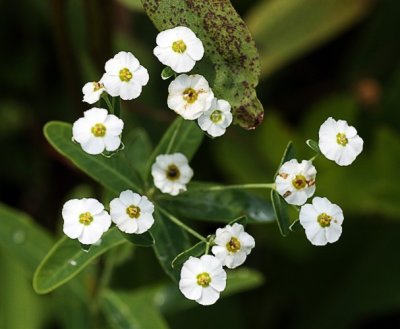 Flowering Spurge (Euphorbia corollata)