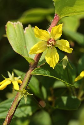 Loosestrife (Lysimachia sp.)