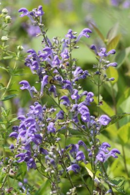 Skullcap (Scutellaria sp.)