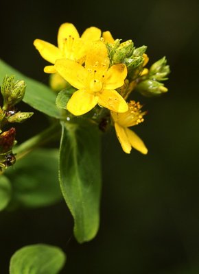 Spotted St. Johns Wort (Hypericum punctatum)