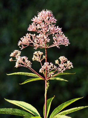 Joe-Pye Weed (Eupatorium purpurem)