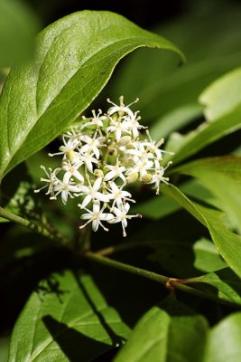 Red Osier (Cornus sericea)