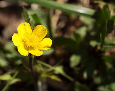 Swamp Buttercup (Ranunculus septentionalis)