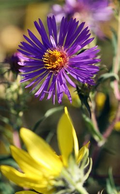 Aster sp.