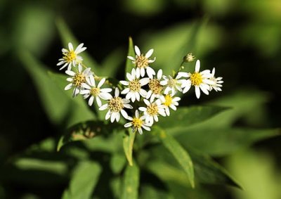 Aster sp.