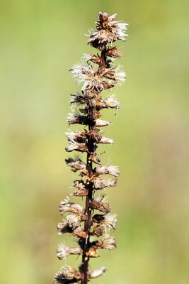 Dense Blazing Star (Liatris spicata)
