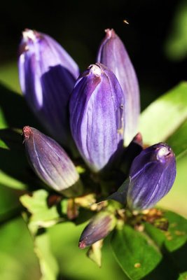 Bottle Gentian (Gentiana andrewsii)