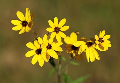 Tall Coreopsis (Coreopsis tripteris)