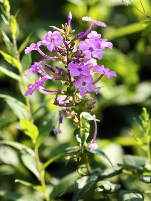 Wild Sweet William (Phlox maculata)