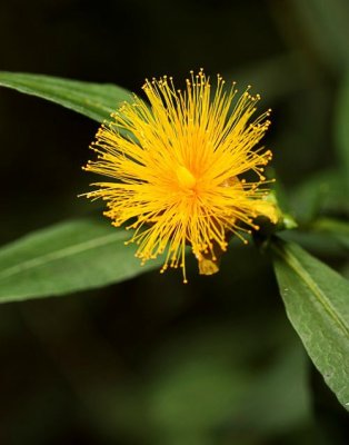 Shrubby St. John's Wort (Hypericum prolificum)