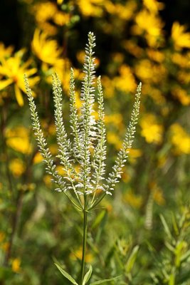 Culver's Root (Veronicastrum virginicum)