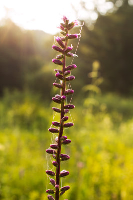 Dense Blazing Star (Liatris spicata)