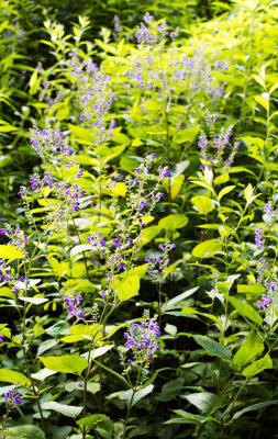 Skullcap (Scutellaria sp.)