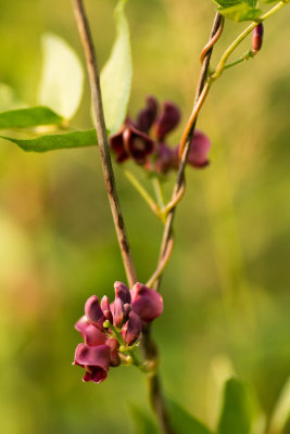 Groundnut (Apios americana)