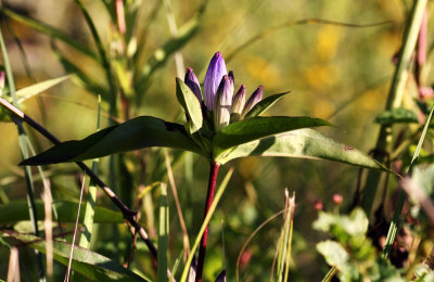 Bottle Gentian (Gentiana andrewsii)