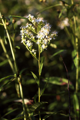 Aster sp.