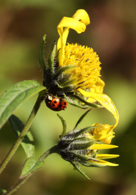 Ladybug and Flower