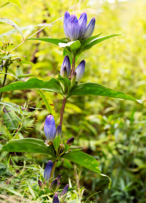 Bottle Gentian (Gentiana andrewsii)