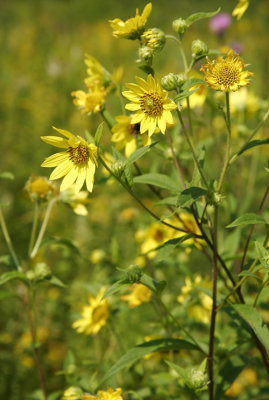 Common Sunflower (Helianthus annuus)