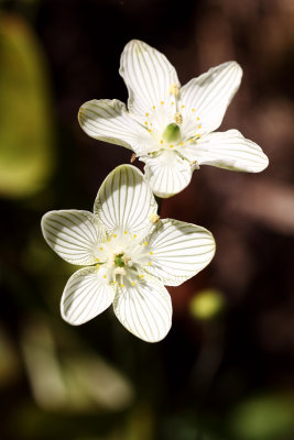 Grass of Parnassus (Parnassia glauca)