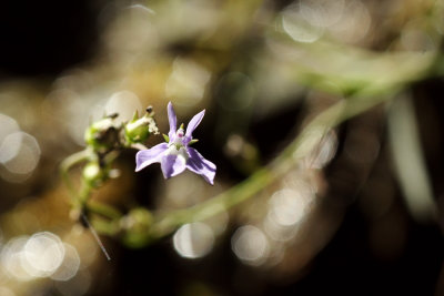 Brook Lobelia (Lobelia kalmii)