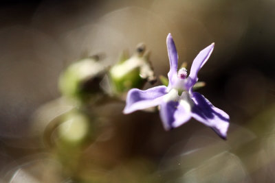 Brook Lobelia (Lobelia kalmii)