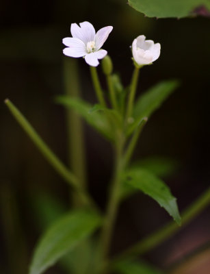 Willow Herb (Epilobium sp.)
