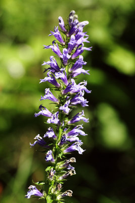 Great Blue Lobelia (Lobelia siphilitica)