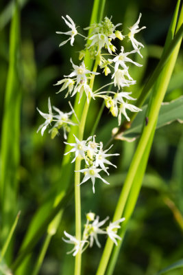 Wild Cucumber (Echinocystis lobata)
