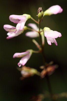 Skullcap
