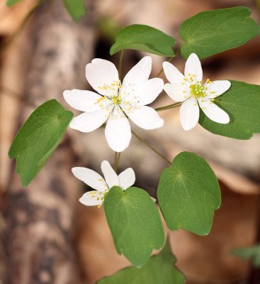 Rue Anenome (Thalictrum thalictroides)