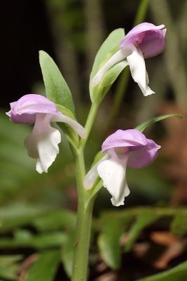 Showy Orchis (Galearis spectabilis)
