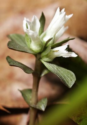 Pennywort (Obolaria virginica)