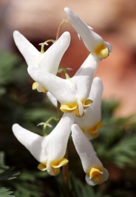 Dutchmans Breeches (Dicentra cucullaria)