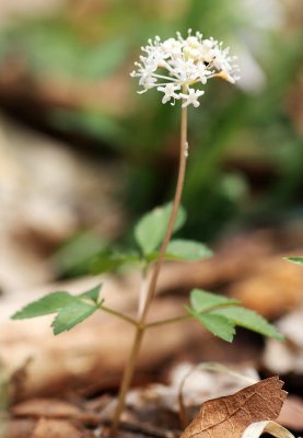 Dwarf Ginseng (Panax tripholius)