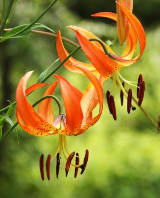 Turks Cap Lily (Lilium superbum)