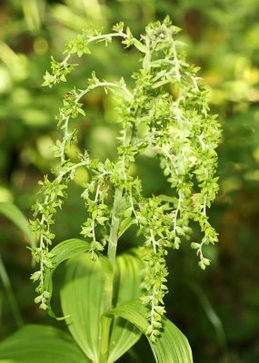 False Hellebore (Veratrum viride)