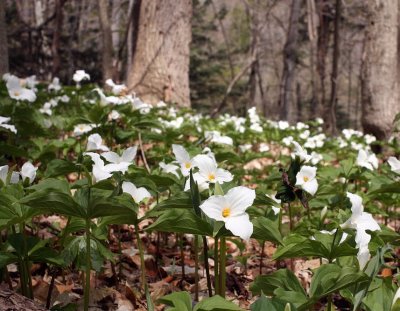 Trillium grandiflorum