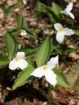 Trillium grandiflorum