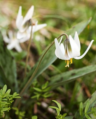 White Trout Lily (Erythronium albidum)