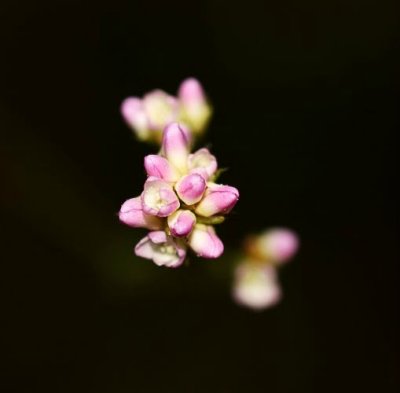 Arrow-Leaved Tearthumb (Polygonum sagittatum)