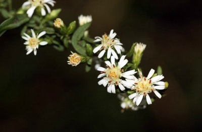 Aster