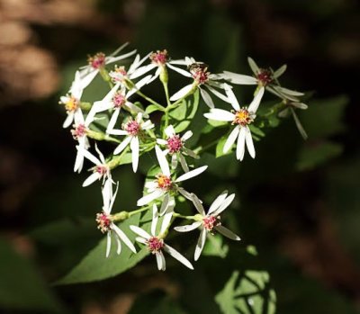 Aster