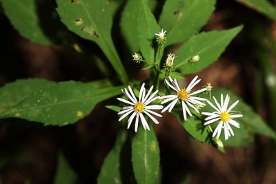 Aster